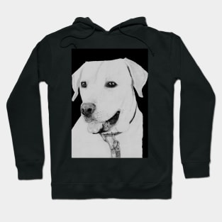 Golden Retriever in Black Hoodie